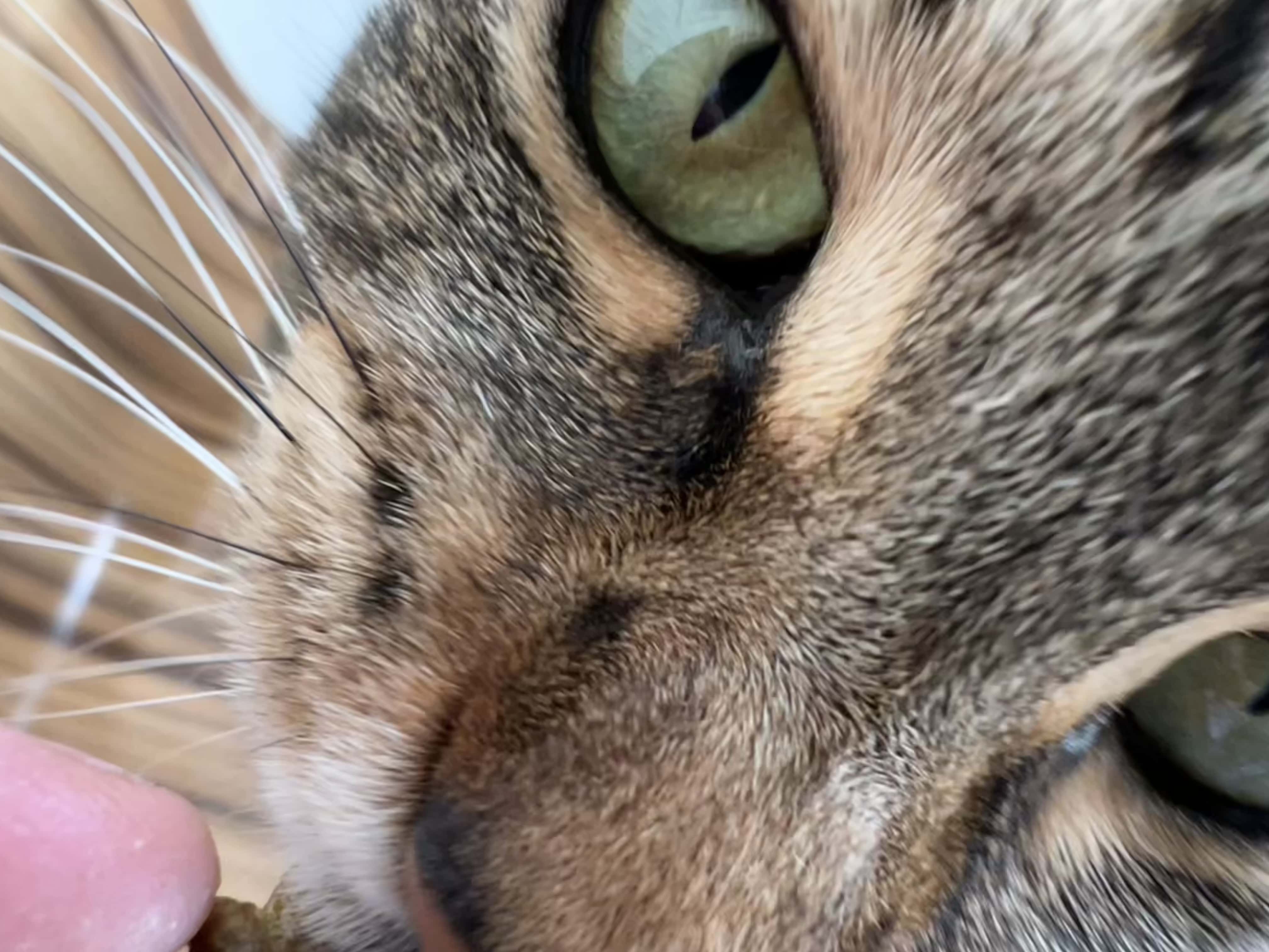 IMG_2514 iPhone 13 Pro test macro shot of cat