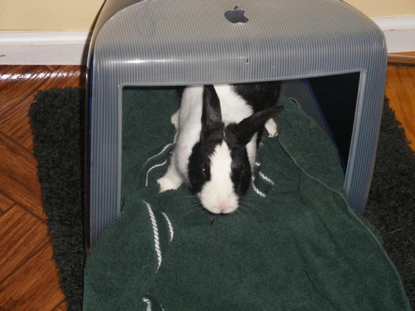 post-3638-image-835cdfecbb73ab971feb1f07faaa7cfd-jpg