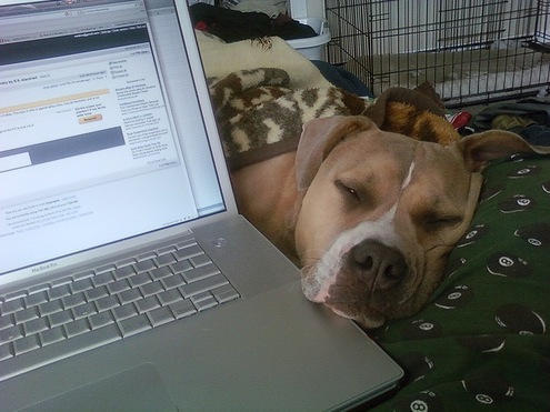 Post 6019 image 489e4ad49295ddb15a1f108b13b32c7d sofa-dog-20081212.jpg