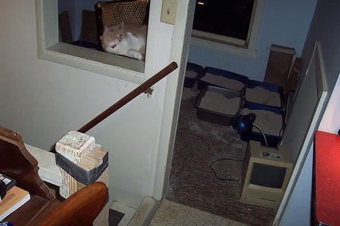 post-7137-image-4d4f8ea447cec049a194e6a16a2ec689-jpg