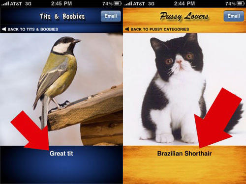 500x_pussytitsandboobiessplash2