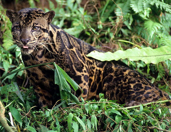 bornean-clouded-leopard-2