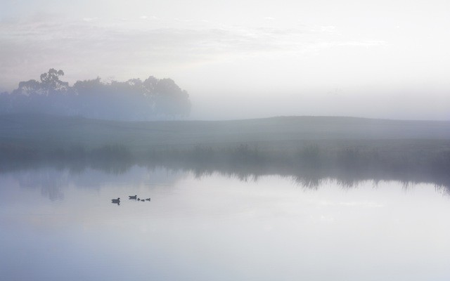 Ducks on a Misty Pond