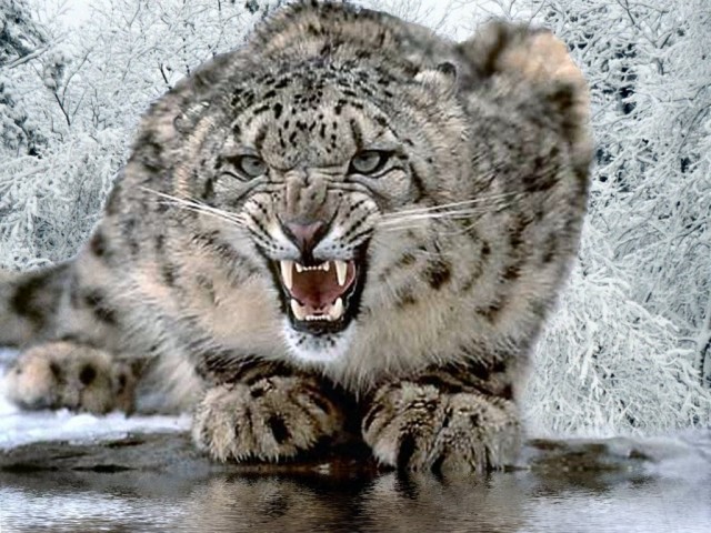 snow-leopard1