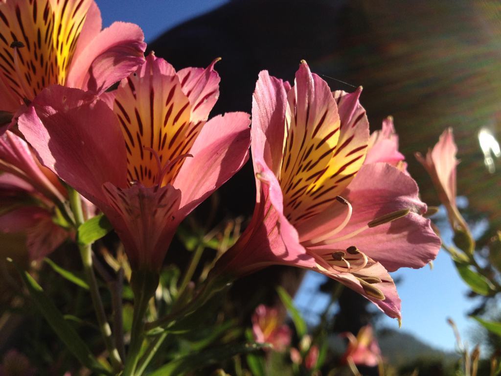 iphoneflower2