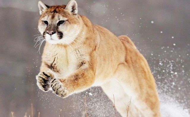 There's a new Mountain Lion on the prowl.