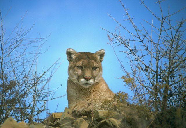 Many of Mountain Lion's new features are perfect for businesses, schools, and enterprises.