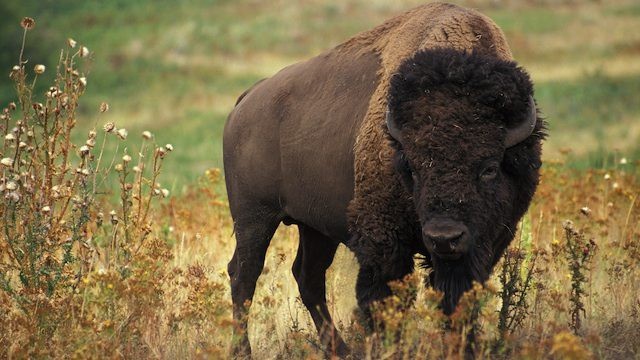 bison