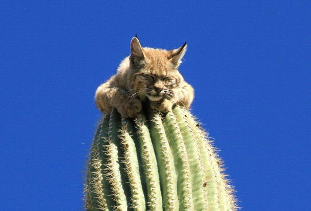 bobcatoncactus