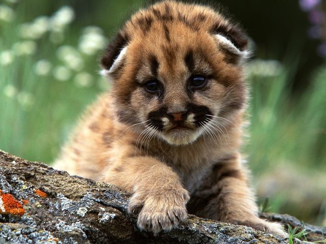 mountainlioncub