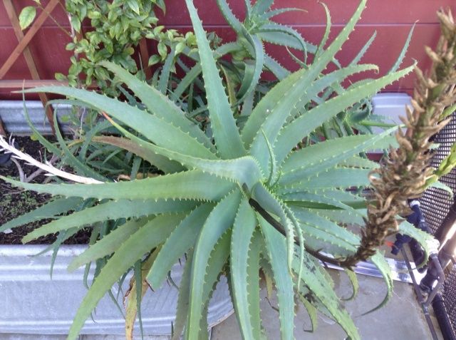 2012_iPod_touch_5th_gen_samples_3