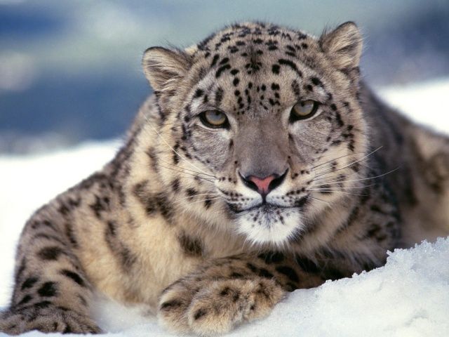 Snow_Leopard