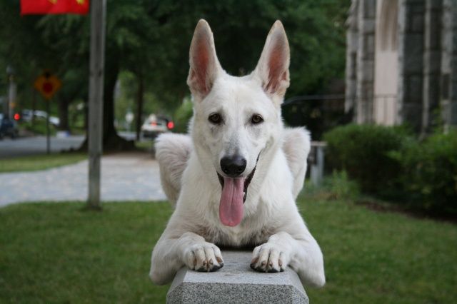 2008-06-26_White_German_Shepherd_Dog_Posing_3
