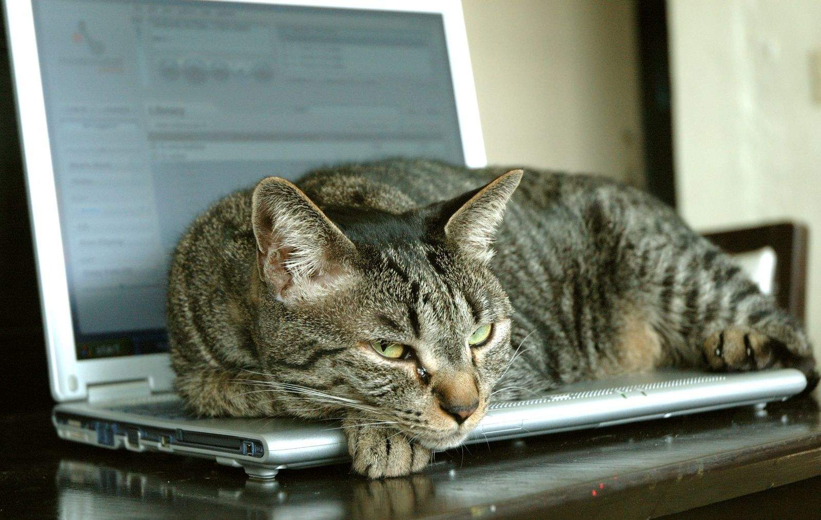 cat-on-laptop