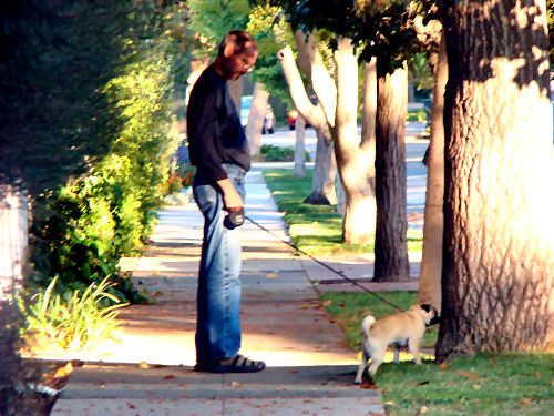 Steve Jobs walking his pug in Palo Alto.