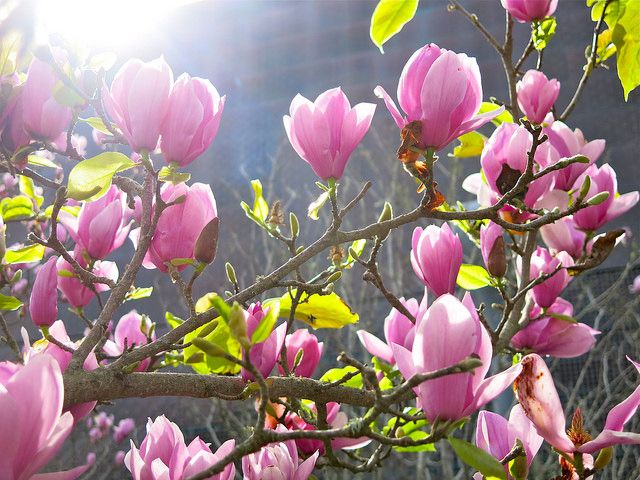 Forget about Google -- is Apple set to go 