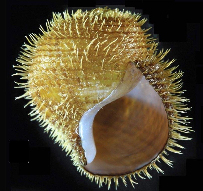 Rock the snail shell. Photo: Shannon Johnson/Monterey Bay Aquarium Research Institute