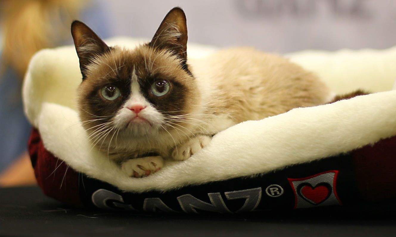 Tardar Sauce, aka Grumpy  Cat, isn't talking about her bank account. Photo: Ricky Brigante/Flickr CC