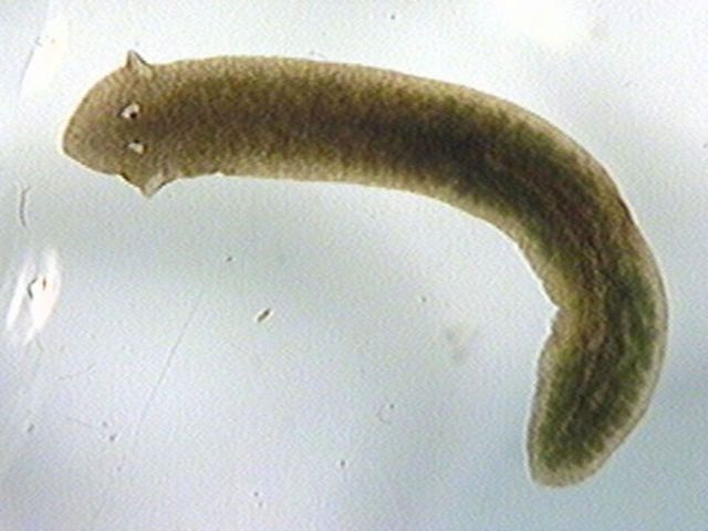 Researchers consider flatworms immortal because they can be cut into pieces and regenerate. (Photo by Eco Spark)