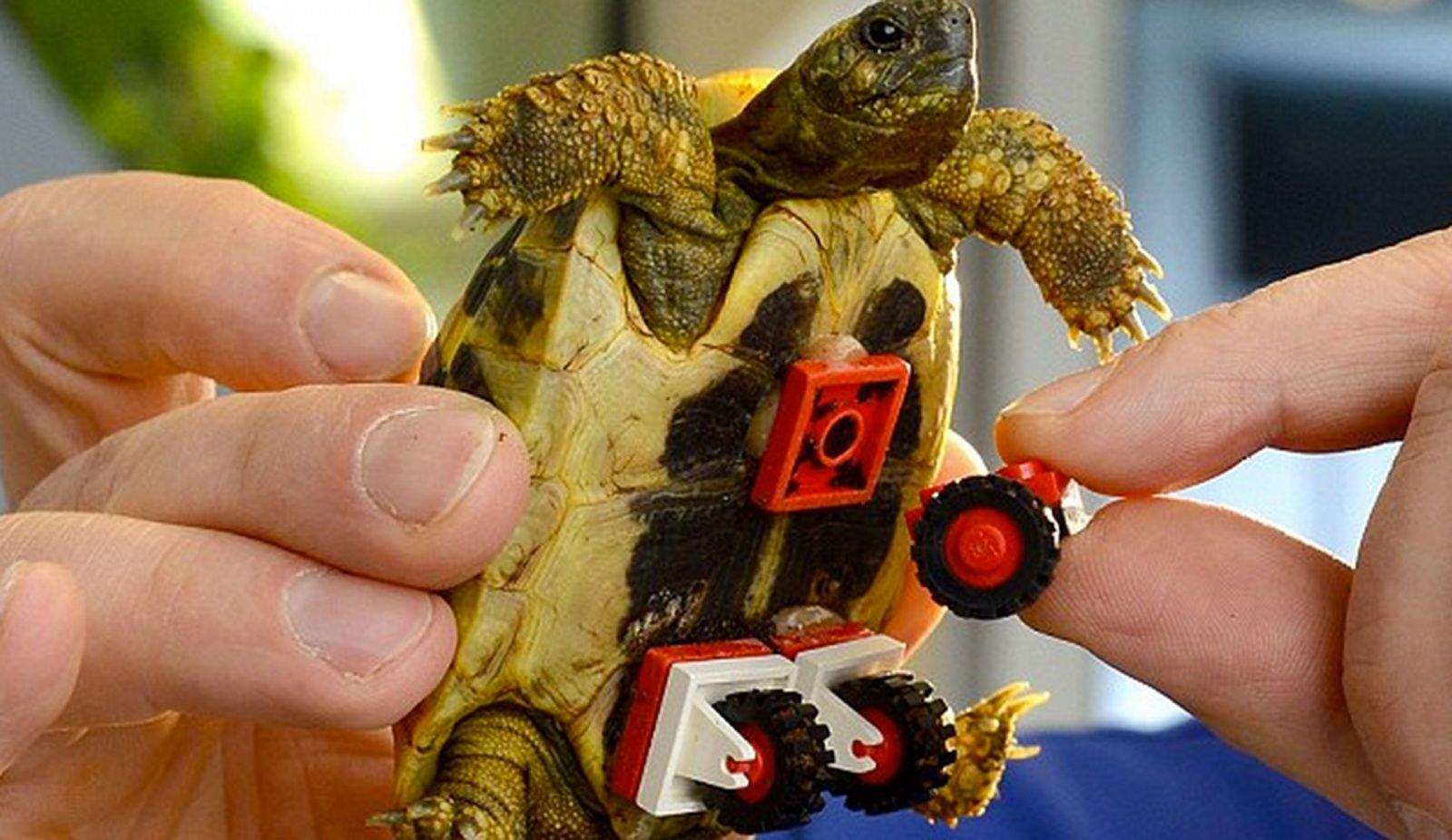 Lego wheels glued on the belly of this tortoise helps him move while he recovers from muscle weakness. Photo by Action Press/Rex