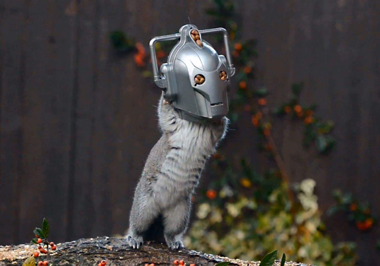 A squirrel unknowingly looks like a Cyberman from the hit TV show Doctor Who. Photo by Chris Balcombe