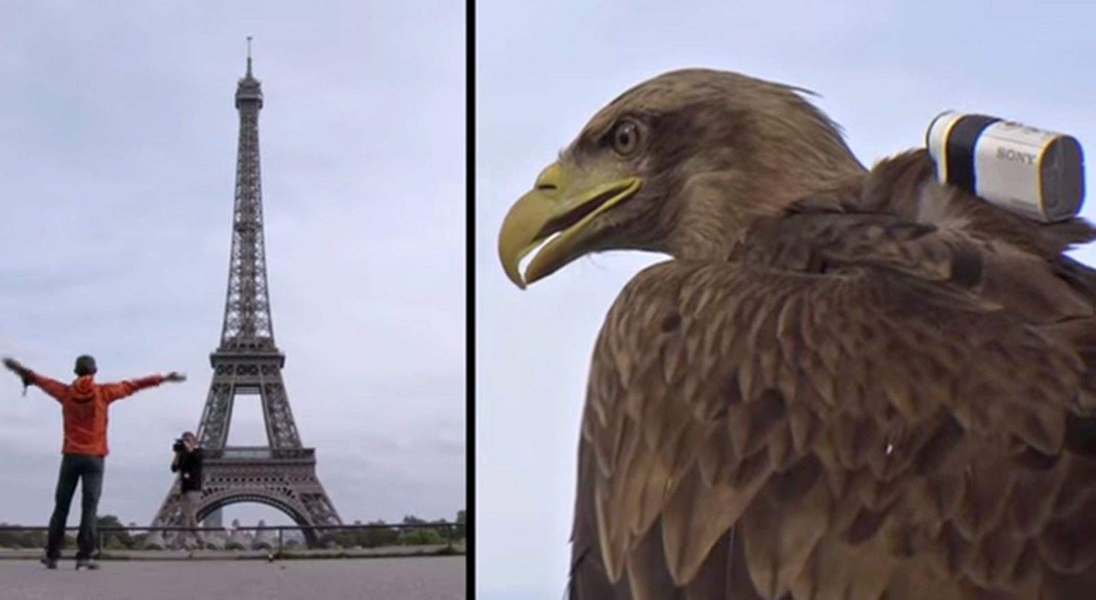 Victory, a white tailed eagle, ready to fly off the top of the Eiffel Tower with a Sony Action Cam Mini. Photo: Sony/YouTube