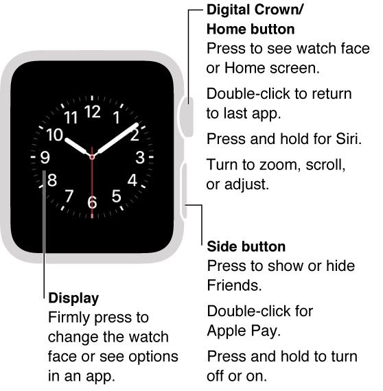 The side button and Digital Crown are on the right of the watch itself. Photo: Apple