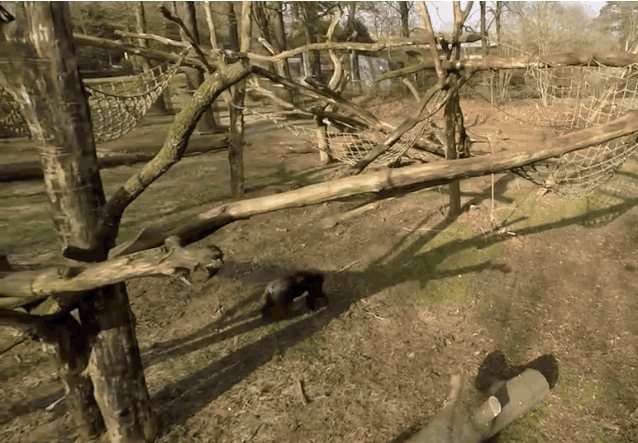 This chimp did not appreciate being filmed by a drone and took Kong-trol by knocking it out of the air. Photo: Royal Burgers Zoo