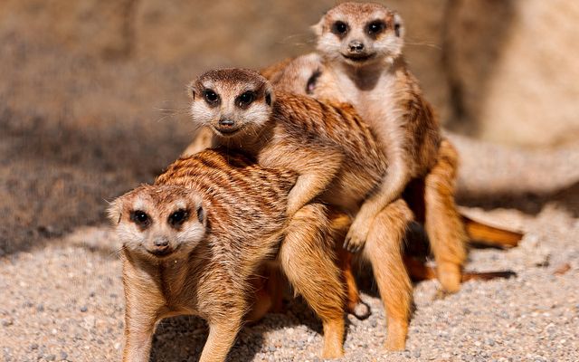 OMG check out these cute meerkat Photo: Tambako The Jaguar (Flickr)