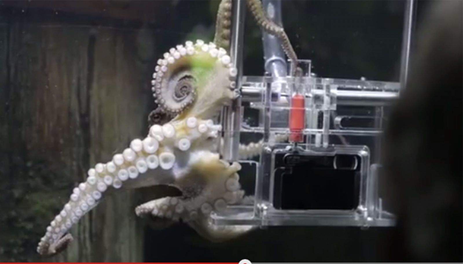 Rambo is an octopus that has been trained to photograph her visitors at an aquarium in New Zealand. Photo: Sony/YouTube