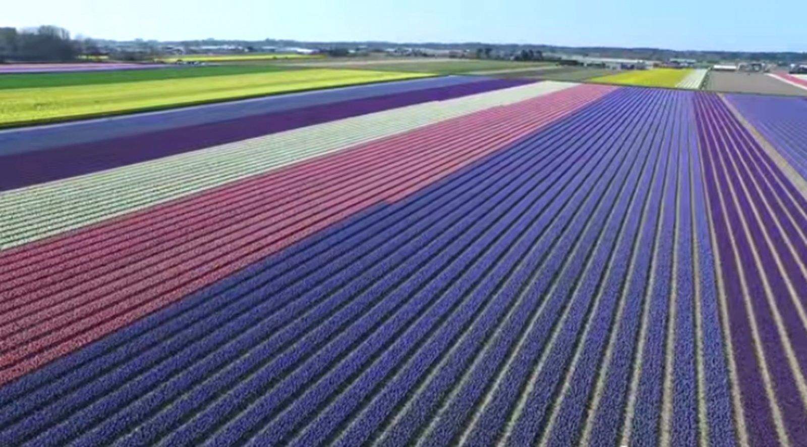 Fields of flowers in the Netherlands as seen from a drone.