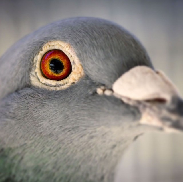 Thepigeonphotographer thepigeonphotographer