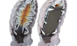 crustations001-640x456