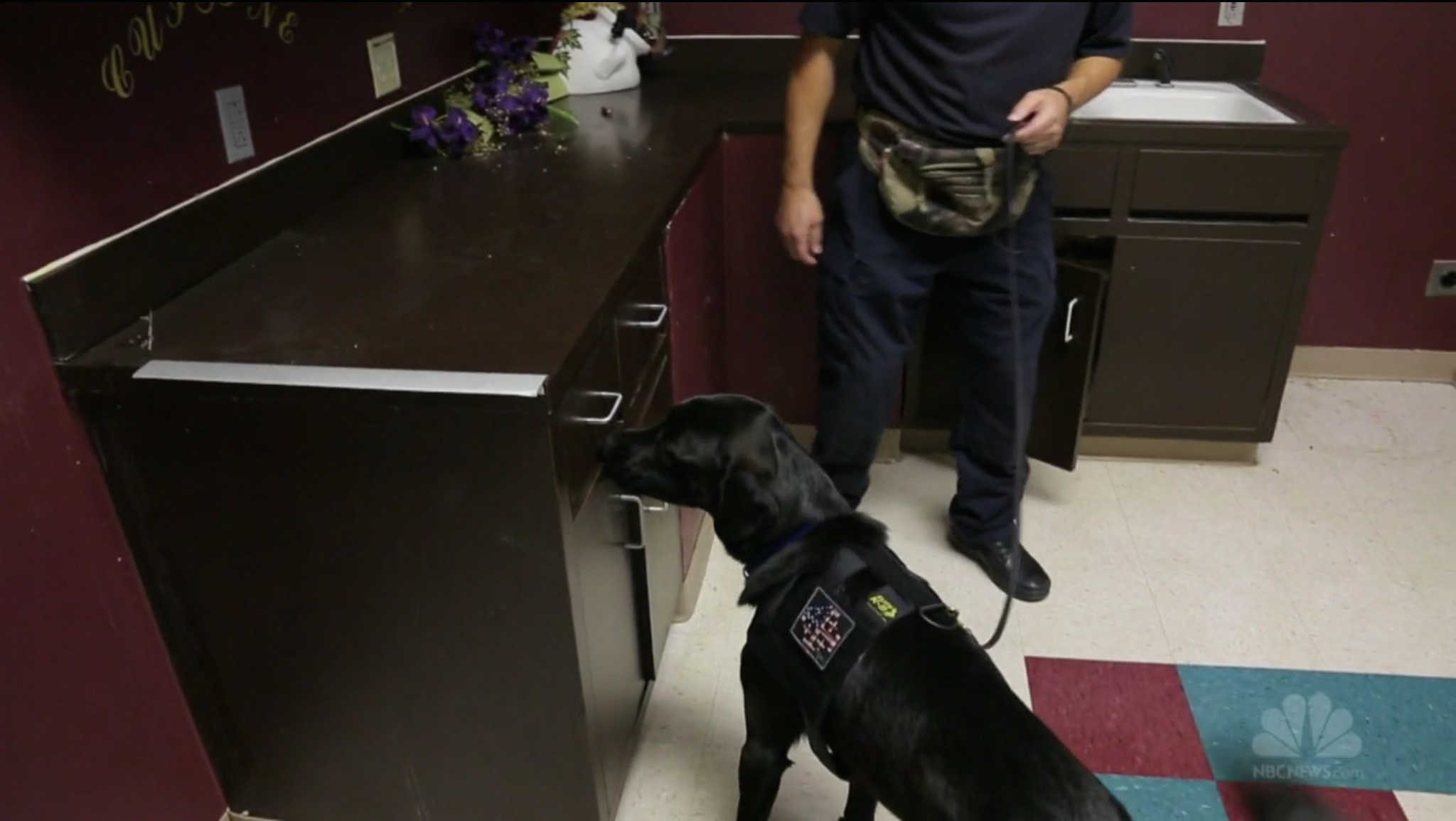 Bear is one of five electronics-sniffing dogs