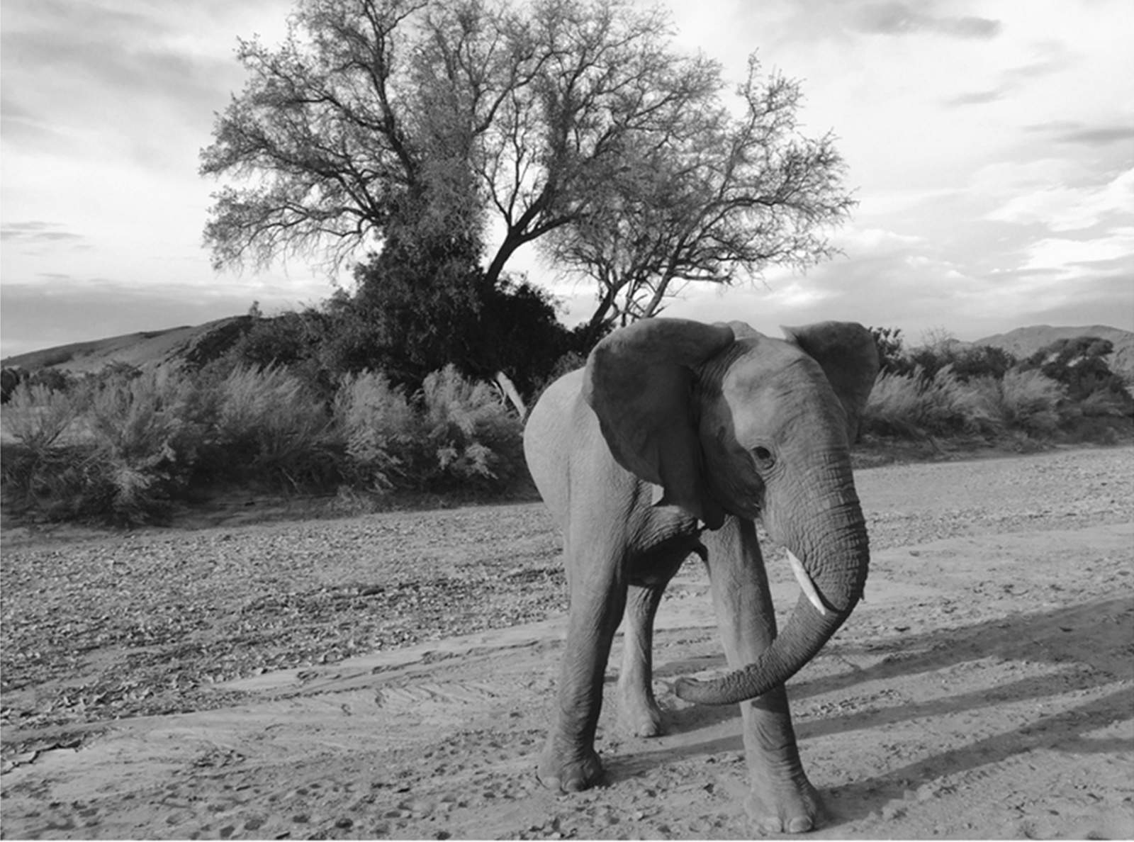 Jen Pollack Bianco captured this juvenile elephant charging her safari vehicle on the iPhone 6.