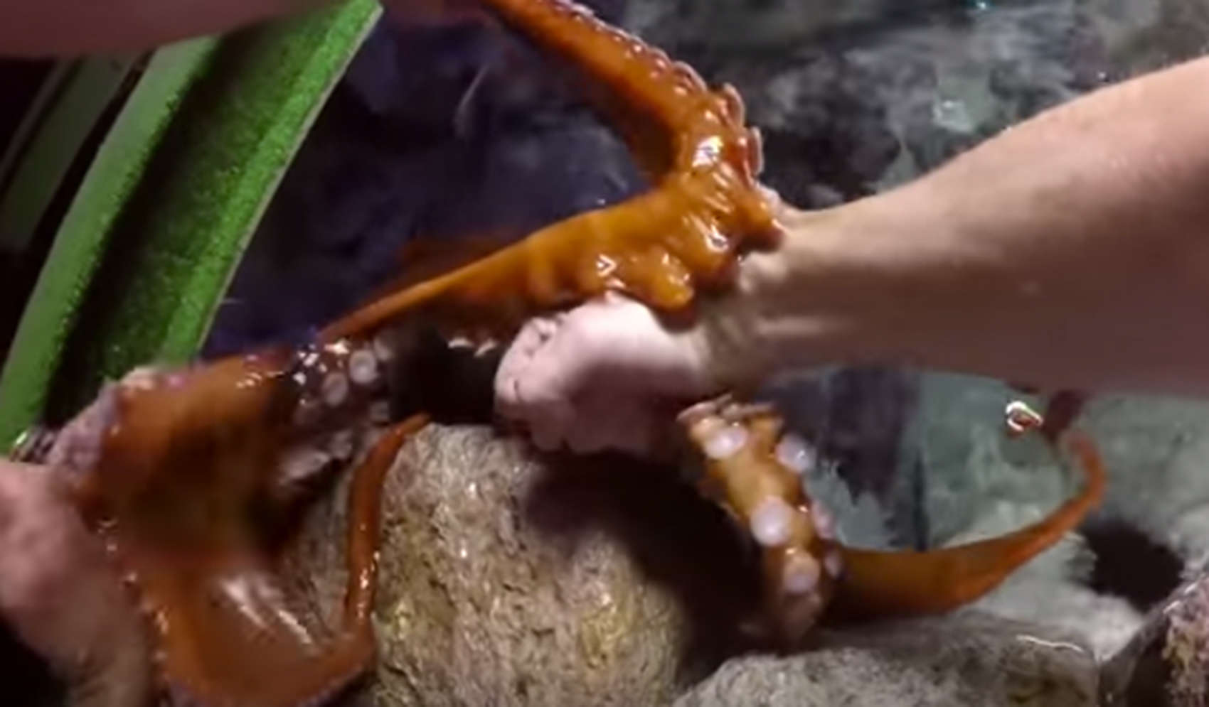This giant Pacific octopus didn't want to let go after meeting a new visitor.