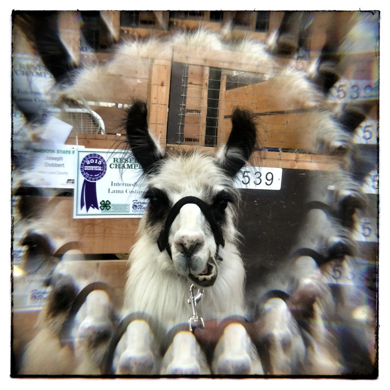 This state fair champion llama appears in stereo with the LM-30 lens.