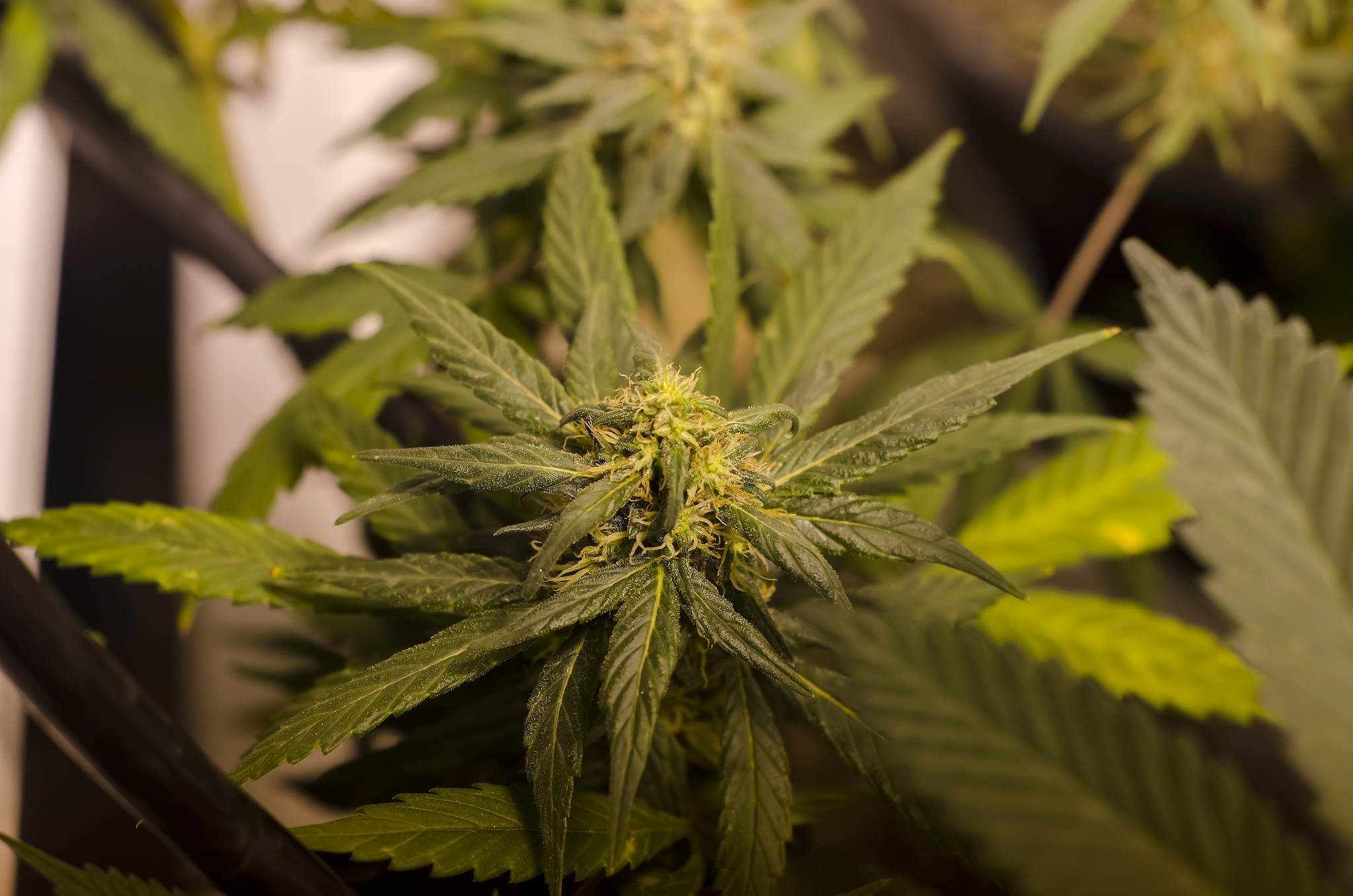 legal-marijuana-weed-pot