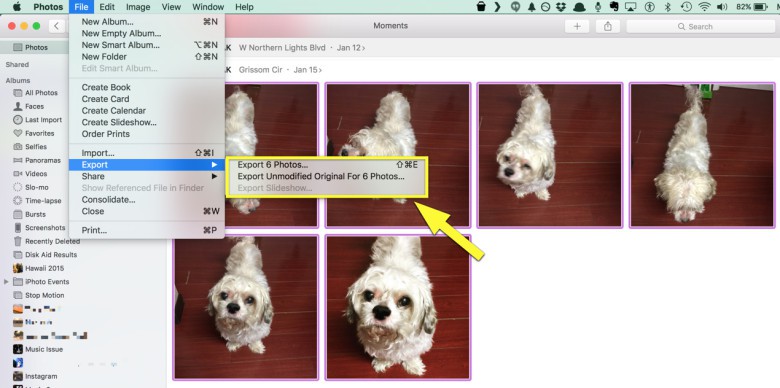 Cute dog, high-quality image export.
