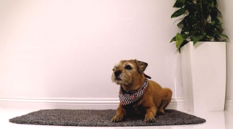 It may look like just another rug, but the Paws and Go pet mat has one cool trick.