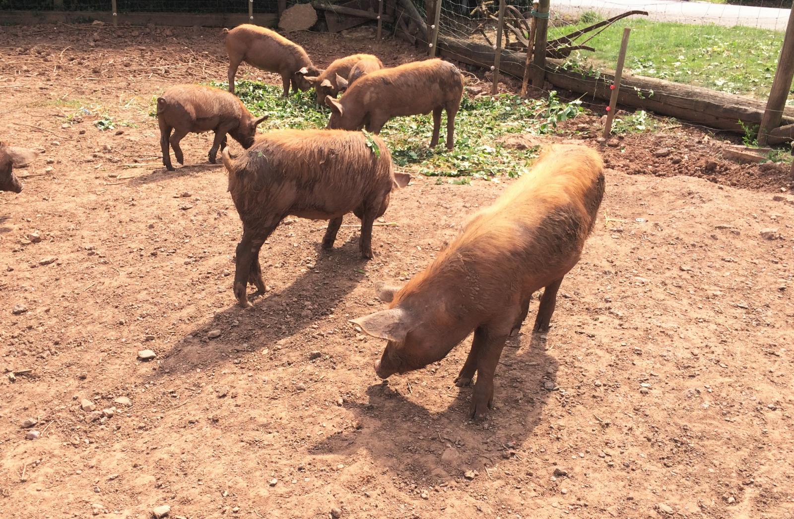 google-search-can-now-teach-you-animal-sounds-image-cultofandroidcomwp-contentuploads2016042014-07-26-142605-jpg