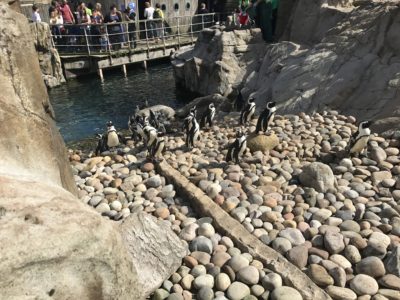 Penguins on the rocks.