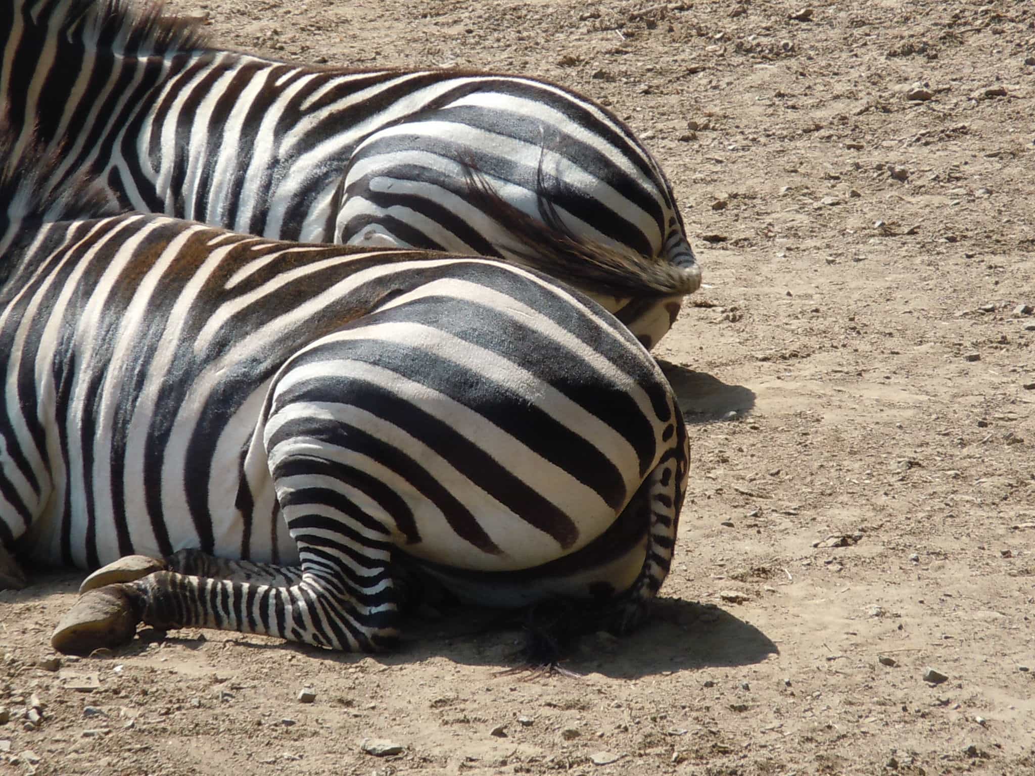 versions twin zebras