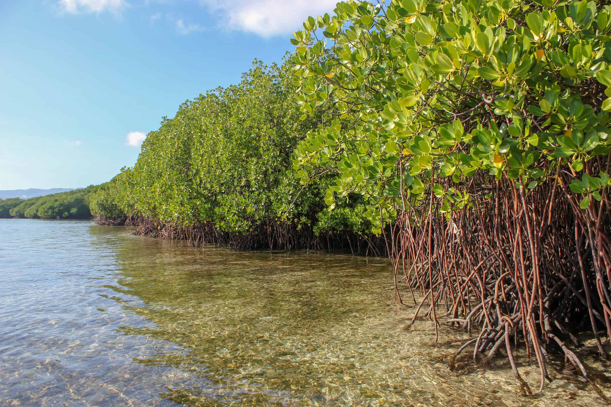 Apple invests in mangrove forests like this one. They could be key to fighting climate change.