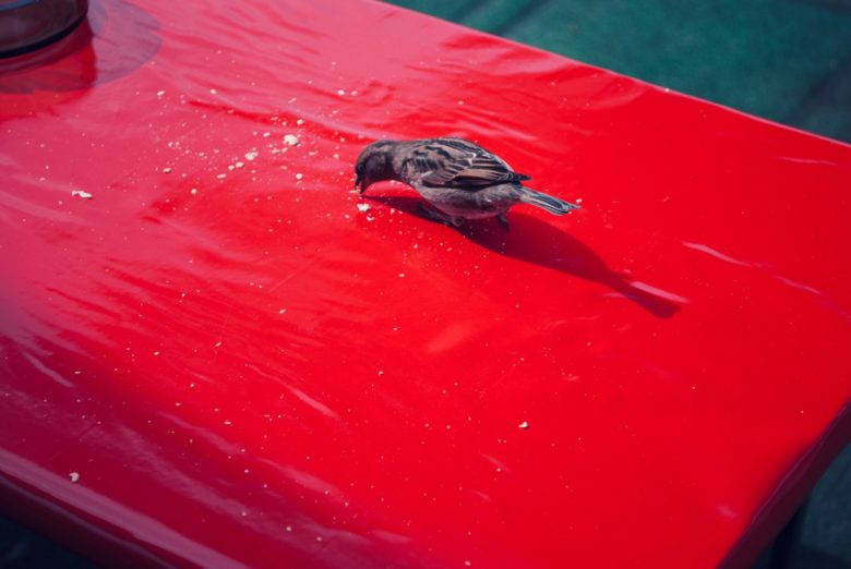 twitter bird screen time metaphor