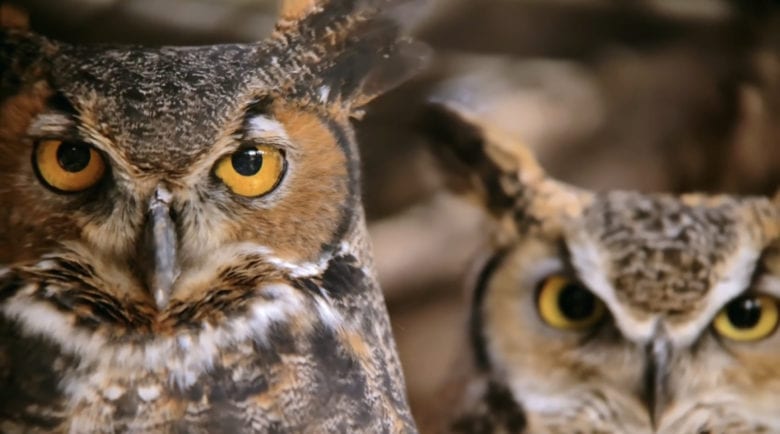 Shot on iPhone nature