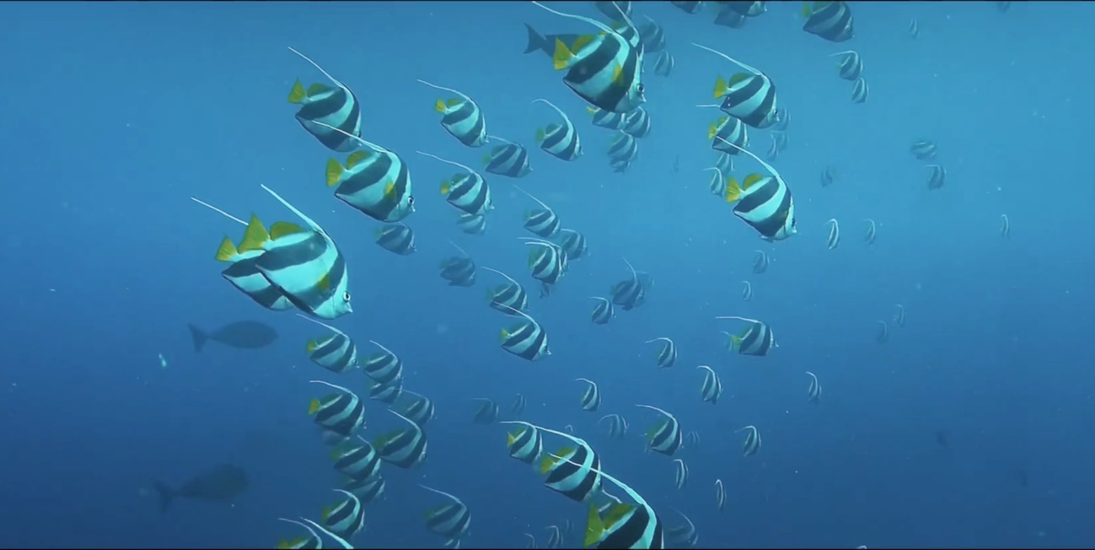 A “Shot on iPhone” film about wildlife conservationists visits a watery realm.