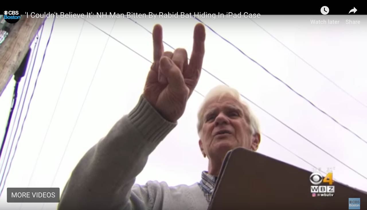 bat hides in iPad and bites man