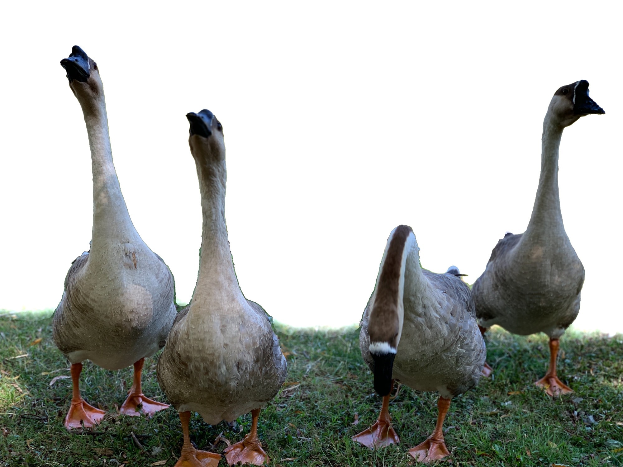 Geese with transparent background