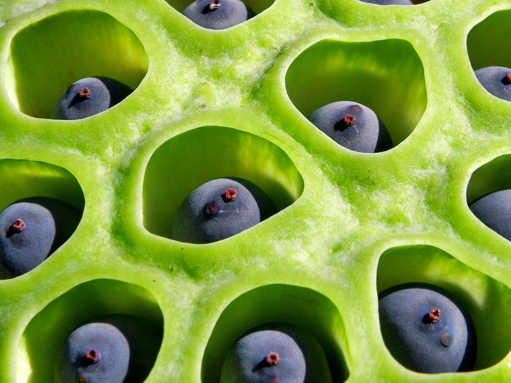 Lotus seed holes